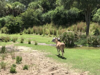 Keywords: animal kingdom