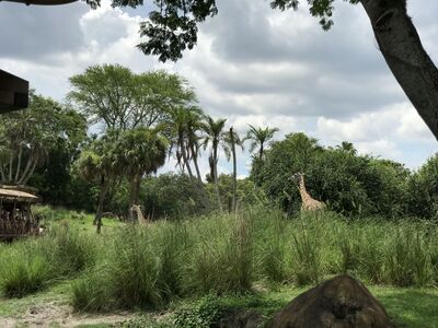 Keywords: animal kingdom