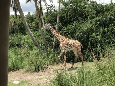 Keywords: animal kingdom