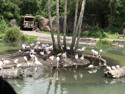 Keywords: animal kingdom