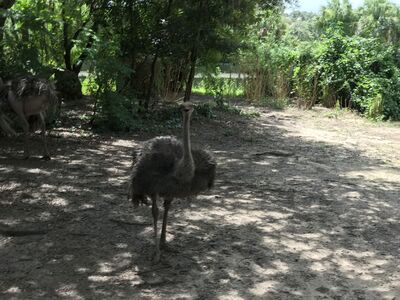 Keywords: animal kingdom