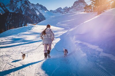 Keywords: girl,dogs,dog walker