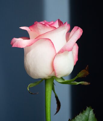 10c-pink_rose_bud
