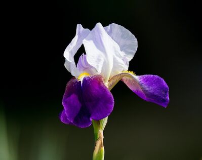 10e-White_Violet_Flower
