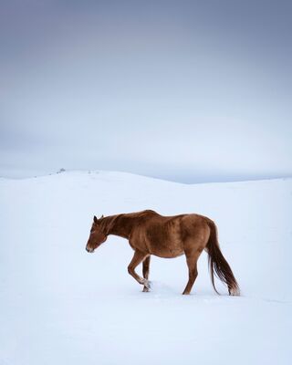 A Horse on the Snow
Keywords: horse,snow,winter