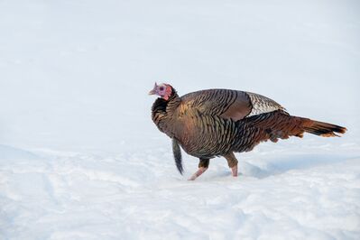 A Turkey on Snow Covered Ground
