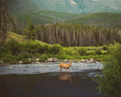 Keywords: stream,water,pond,deer