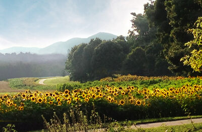 Keywords: suzanne crolley,sunflowers,field,NC