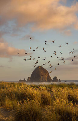 Keywords: flying birds,clouds,mountain