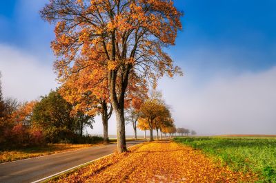 autumn-trees
