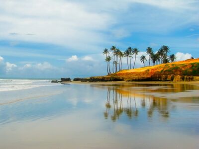 Keywords: beach,plam trees,reflection