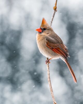 cardinal Bird sitting on twig in nature
Keywords: bird