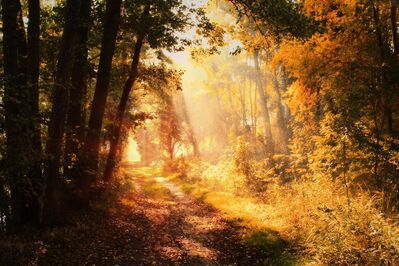 Keywords: autumn forest