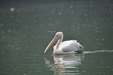 golden-swan-2907188_1920.jpg