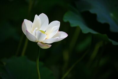 Keywords: white lotus flower