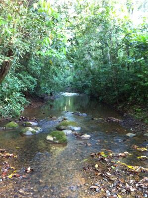 Keywords: trees,water,pond,refelction