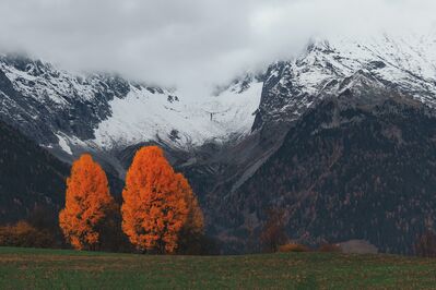 orange trees Mountain
