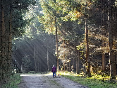 Keywords: trees,path,man,dog