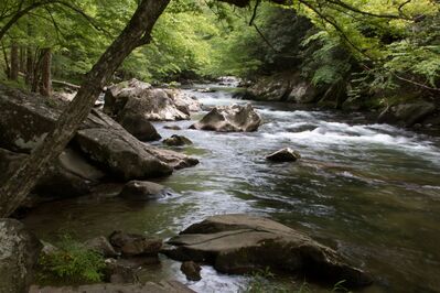 Keywords: stream,water,trees