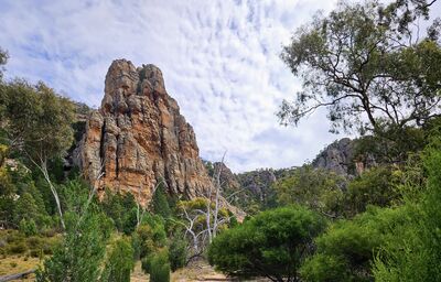 rocky_mountain_trees_Brenda
