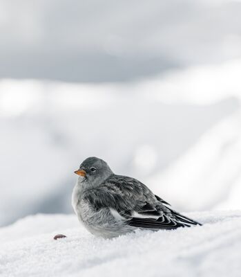 snow_grey_bird
Keywords: bird,snow bird,snowy,winter