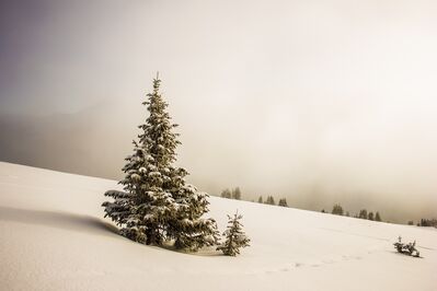 snow_trees
