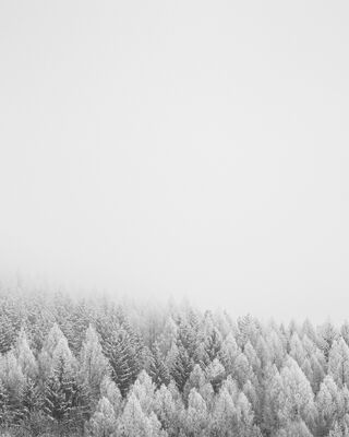 snowtrees
Keywords: snow,trees,white trees