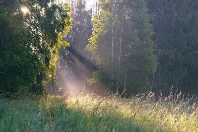 Keywords: shadow,trees,grass