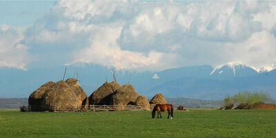 transylvania-mountains_horse
