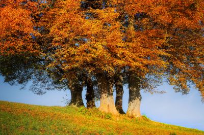 tree_autumn
