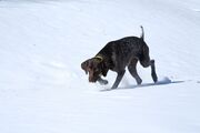 Dog_Walking_on_Snow_Covered_Ground.jpg