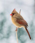 Filename=Fluffy_cardinal_bird_sitting_on_twig_in_winter_forest.jpg
Filesize=397KiB
Dimensions=1920x2400
Date added=Dec 18, 2022 Fluffy_cardinal_bird_sitting_on_twig_in_winter_forest.jpg