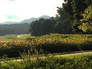 Sunflowers_field_Suzanne_Crolley.jpg