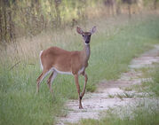 deer_doe_Rob_Matheson.jpeg