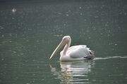 golden-swan-2907188_1920.jpg