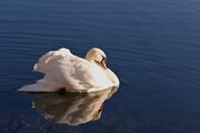 mute-swan-7410473_1920.jpg