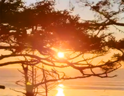 reference_sunset_tree2.png