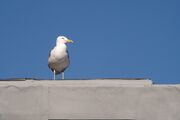 seagull-5397608_1920.jpg