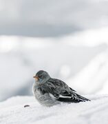 snow_grey_bird.jpeg