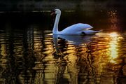 swan-4108626_1920.jpg