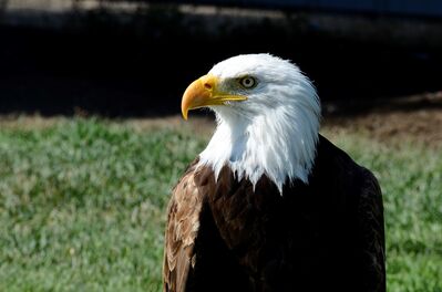 Brown and White Eagle
