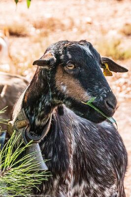 Farm_&_Goats-7496-1
