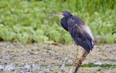 Keywords: heron,Rob Matheson