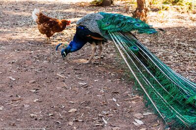 Mick_Jagger,_peacock
