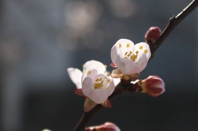 apricot-blossoms-7125429_1920
