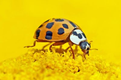 asian-lady-beetle
