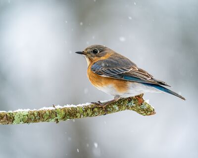 Keywords: bird,winter