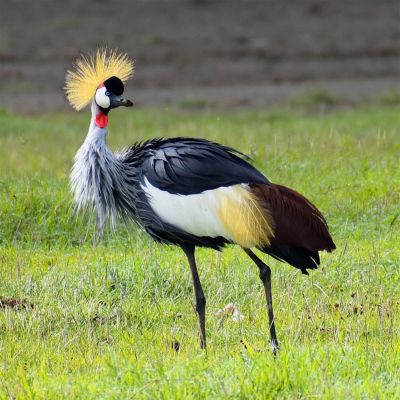 bonnie-bird-Grey-crowned-crane
