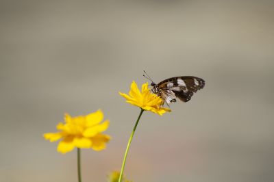 butterfly-5544161_1920
