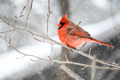 Keywords: bird,cardinal,snow